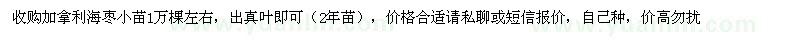 求購加拿利海棗小苗