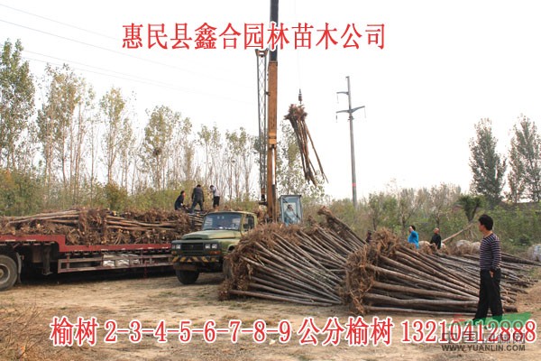 惠民榆樹、3456789公分榆樹價格、惠民榆樹基地
