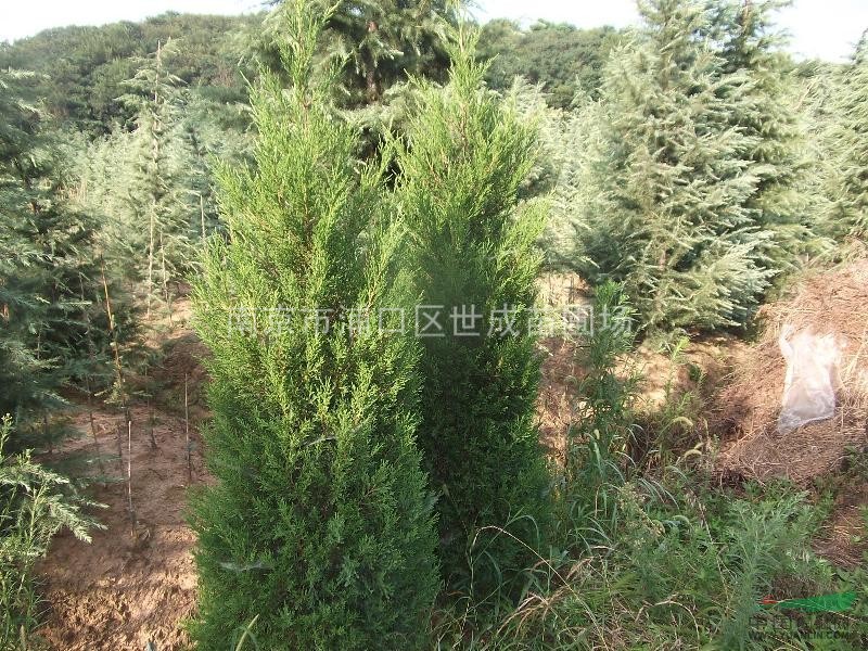 檜柏新聞 檜柏圖片