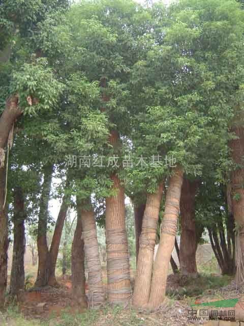 供應(yīng)湖南香樟大樹/再生香樟/實(shí)生香樟/移栽大香樟/香樟價(jià)格