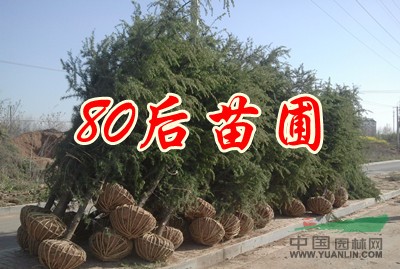 雪松的價(jià)格 雪松樹價(jià)格 2013雪松樹價(jià)格信息