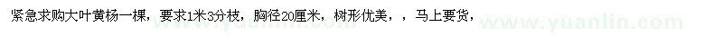 求購胸徑20公分大葉黃楊