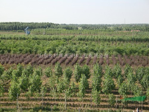 山东济南出售大量花灌木