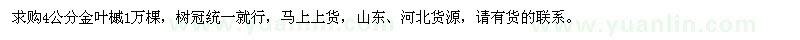 求購4公分金葉槭