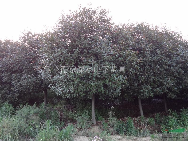 南京地區(qū)供應(yīng)紅葉石楠（樹冠2-4米）