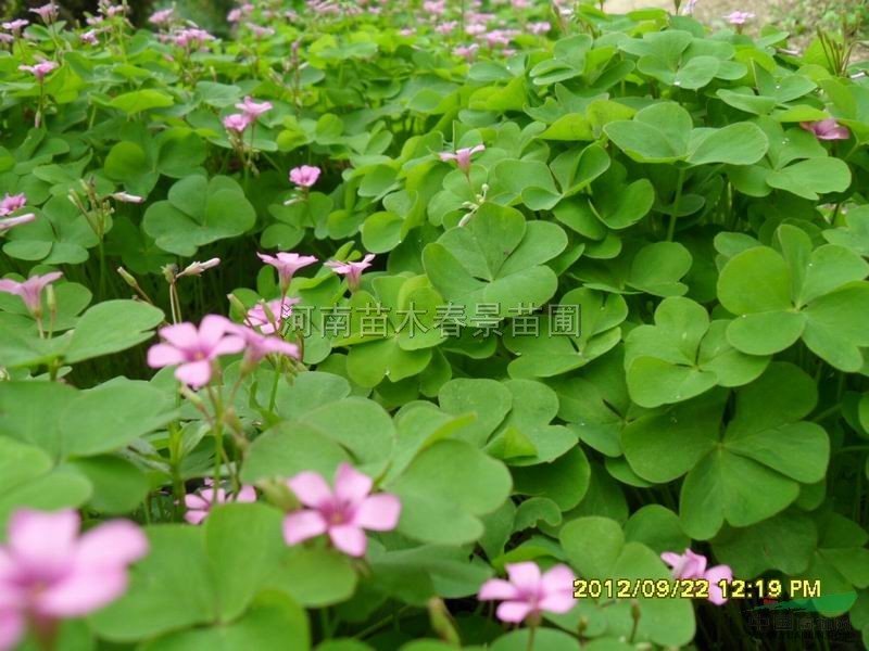 河南紅花草最新報價/紅花草圖片