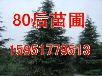 6米雪松樹(shù)裝車(chē)價(jià)多少
