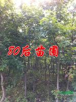 楓香價(jià)格 楓香樹價(jià)格 楓香的價(jià)格信息