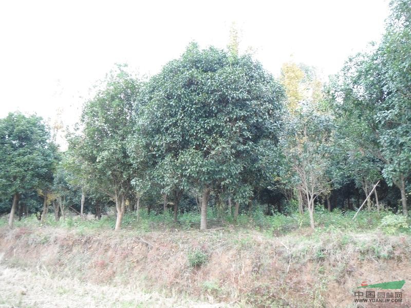 15公分桂花樹