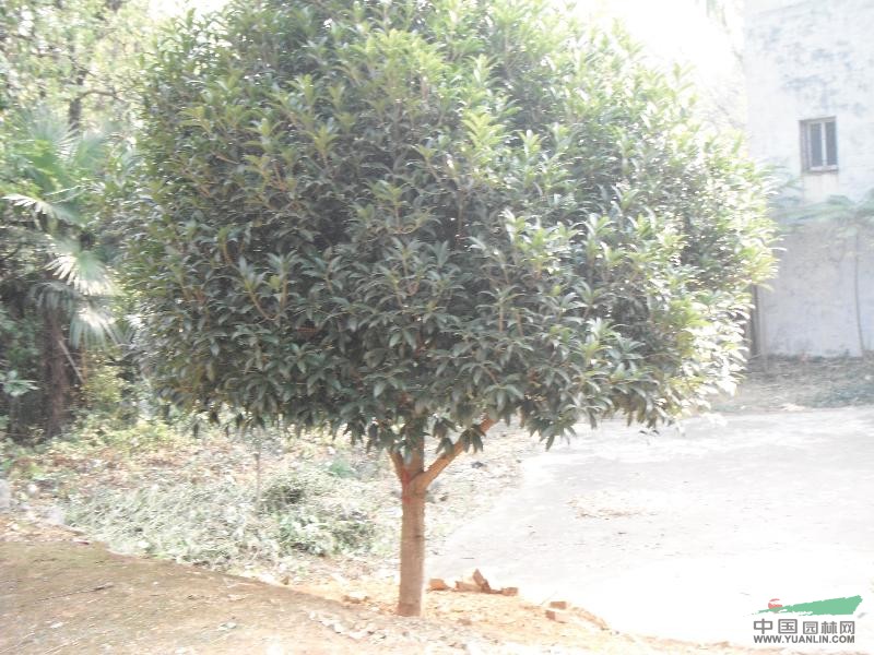 15公分桂花樹