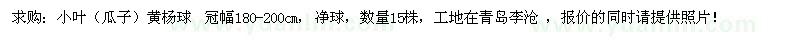 求購冠幅180-200公分小葉黃楊球 