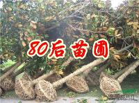 廣玉蘭小苗價格 廣玉蘭樹價格信息