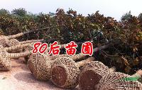 廣玉蘭樹價格信息 廣玉蘭樹苗的價格