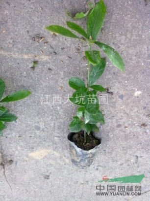 優(yōu)質(zhì)楠木袋苗，優(yōu)質(zhì)楨楠袋苗