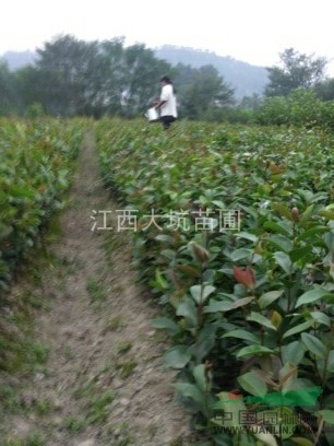 批發(fā)優(yōu)質(zhì)油茶苗