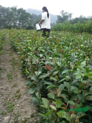 批發(fā)優(yōu)質(zhì)油茶苗