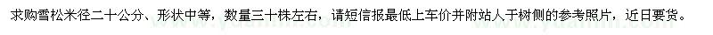 求購米徑二十公分雪松