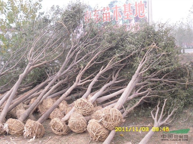 遼寧國槐價格吉林合歡價格