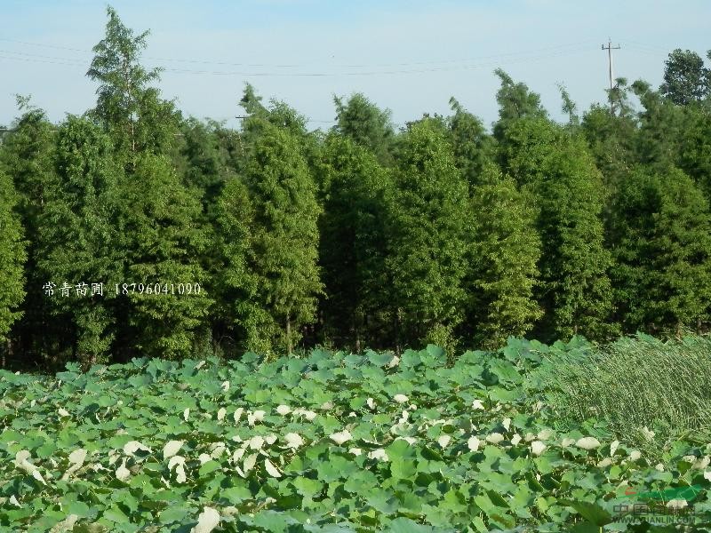 大量供應(yīng)水杉 池衫 落羽杉