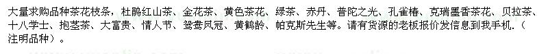 求購品種茶花枝條