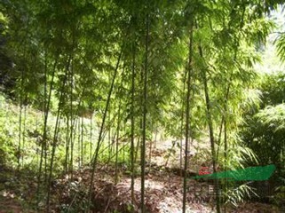 紅火球紫薇、紅火球紫薇價格報價