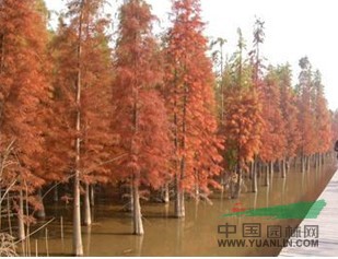 紅火球紫薇、紅火球紫薇價格報價