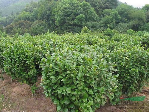 湖南茶花球（紅玫瑰）