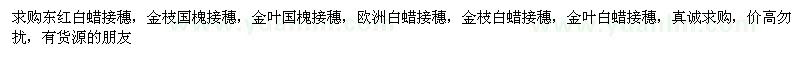 求購白蠟接穗、國槐接穗