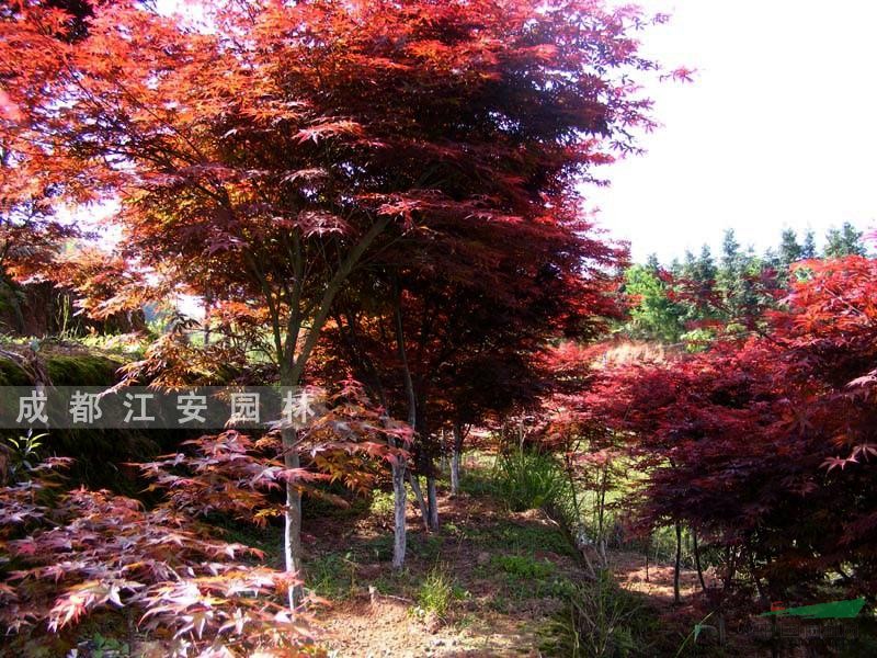 四川 日本红枫