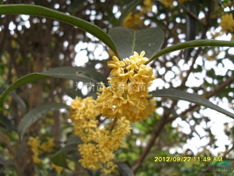 桂花 桂花價(jià)格 河南桂花信陽桂花潢川桂花 桂花報(bào)價(jià)表 桂花圖