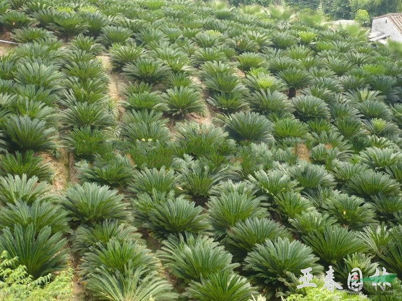 江蘇鐵樹種子，鐵樹，別稱：鳳尾蕉、避火蕉、蘇鐵，鳳尾松、