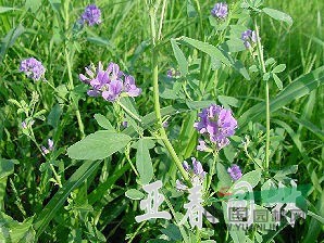 江蘇紫花苜蓿，紫花苜蓿種子，別名：紫苜蓿、苜蓿，紫花苜蓿