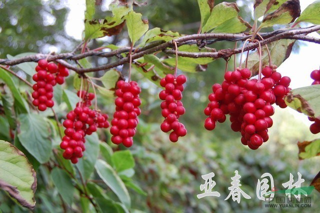 江蘇五味子種子，五味子（果），別稱：山花椒、北五味子 