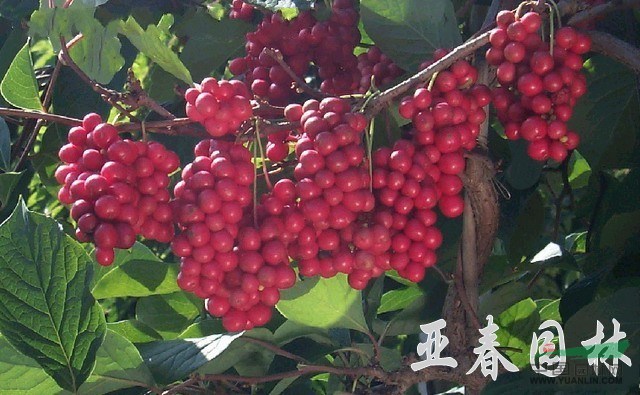 江蘇五味子種子，五味子（果），別稱：山花椒、北五味子 