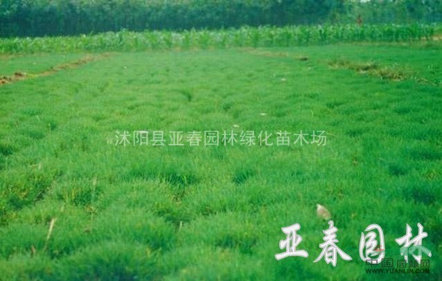 江蘇早熟禾、早熟禾草種，別名：稍草、小青草、小雞草、冷草、