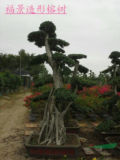 福建榕樹（小葉榕）基地直銷