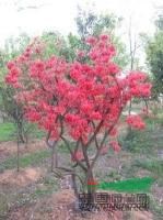 河南映山紅最新報(bào)價(jià)/映山紅圖片
