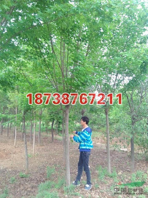 五角楓供應(yīng)/五角楓圖片