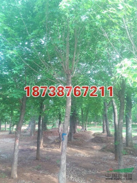 五角楓供應(yīng)/五角楓圖片
