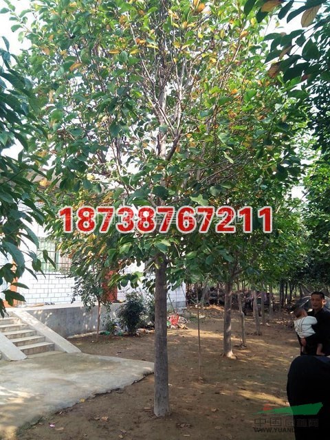 河南白玉蘭介紹