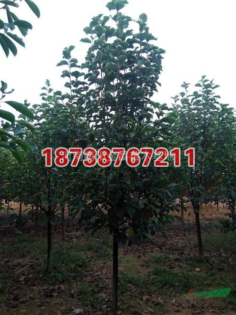 廣玉蘭最新價(jià)格/廣玉蘭報(bào)價(jià)