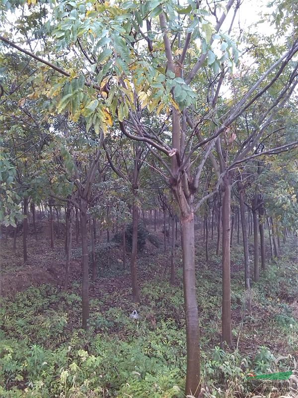 江蘇句容陰小春苗圃大量供應(yīng)2-3-4-5公分的黃山欒樹苗