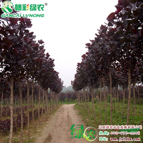 四季紅楊 在中國絕無僅有  發(fā)展?jié)摿薮蟮牟嗜~樹種 