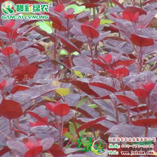 供應(yīng)正宗美國紫葉紅櫨苗 美國紫葉紅櫨一年生苗