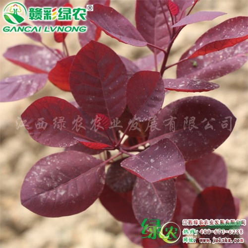 供應(yīng)正宗美國紫葉紅櫨苗 美國紫葉紅櫨一年生苗