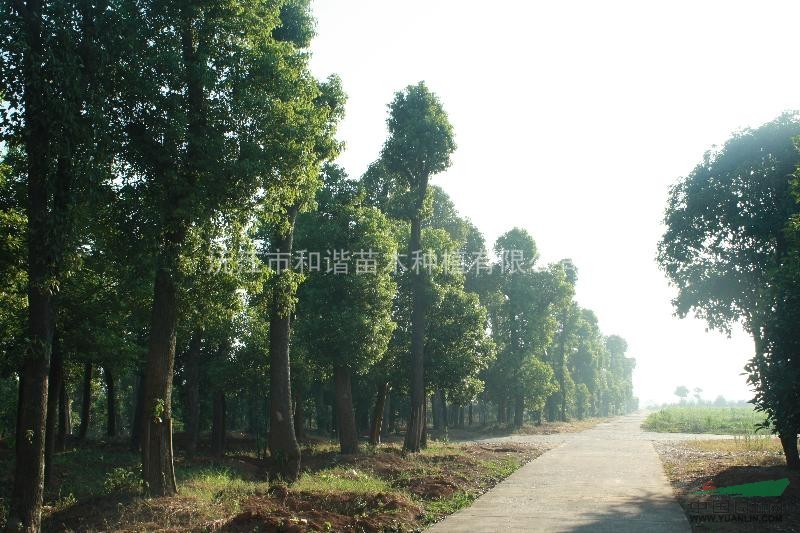 湖南地區(qū)供應(yīng)12-45公分香樟  全冠香樟 切桿香樟