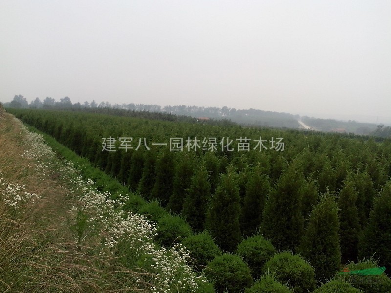 蜀桧小苗 蜀桧小苗价格 蜀桧价格