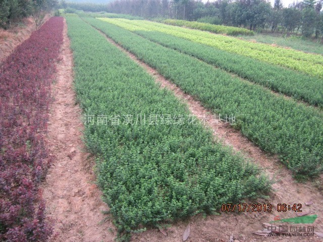迎夏花，河南潢川迎夏花價格，大量供應(yīng)優(yōu)質(zhì)迎夏花