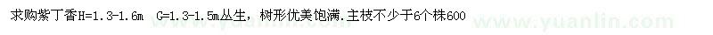 求購高1.3-1.6米紫丁香