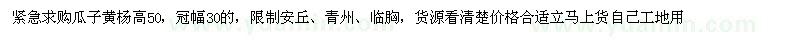 求購高50公分瓜子黃楊